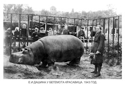Из хроник Ленинградского зоопарка блокада зима 1941