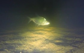 Зимняя рыбалка ночью - подводное видео подо льдом