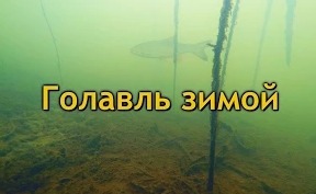 Голавль зимой, подводное видео в Подмосковье