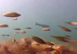 Подводная охота на Черном море и Маруся Морекопа