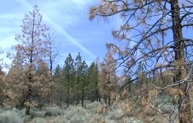 Засуха в Калифорнии погубила 12 млн деревьев