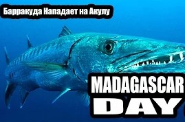 Madagascar Day 22 - Барракуда Нападет на Акулу