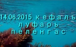 Южный берег Крыма кефаль, луфарь, пеленгас