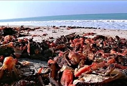 В Калифорнии пляжи усыпаны мёртвыми крабами