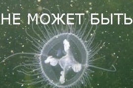 Alex Grom: медуза в реке
