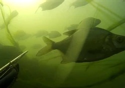 Илдар Сибгатуллин: Подводная охота на малой речке 2015. Жерех, лещ