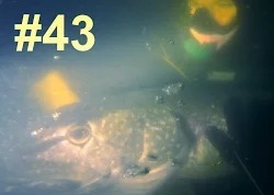 Сергей Сорокин: Подводная Охота #43, Щука 12 кг