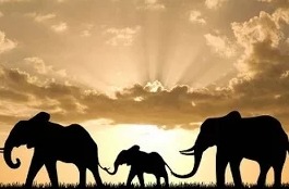 Индия - Царство слонов