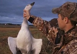 Охота в Северной Америке на белого гуся