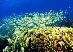 Кораллы под угрозой исчезновения