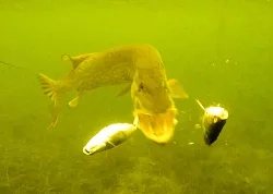 Подводная Ирландия: Рыбалка - щука атакует под водой.