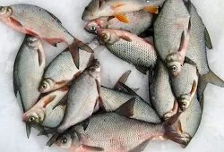 Андрей Слепнёв: Уловистая прикормка для зимней рыбалки
