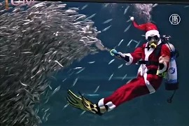 Санта-Клаус дрессирует ската и косяк сардин в Сеуле