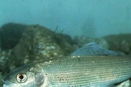 Диалоги о рыбалке: Пермский край, Хариус