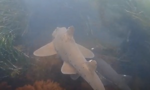 Калифорнийская бычья акула