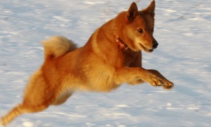 Видео: Карело-финская лайка (Охотничьи собаки)
