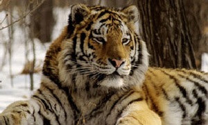 Фильм: Амба - Русский тигр