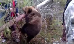 Спасение медвежонка из капкана