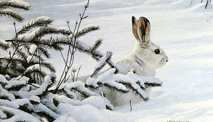 Зимняя охота во Владимирской области на зайца и тетерева