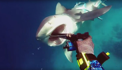 Тупорылая акула атакует подводного охотника