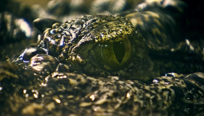 Крокодил (Сатурн) из московского зоопарка знал Гитлера?