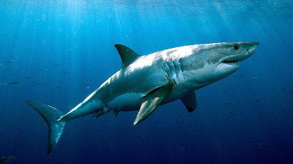 Нападение акулы на подводного охотника