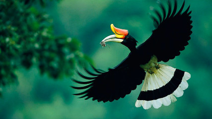 Птицы Калимантана (Остров Борнео)