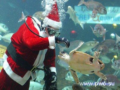 Греческий Дед Мороз поздравляет морских обитателей