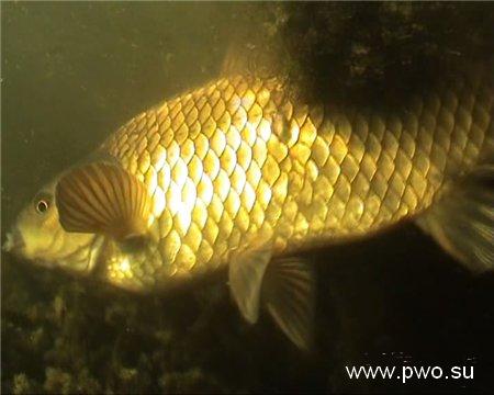 Эх, карасики!