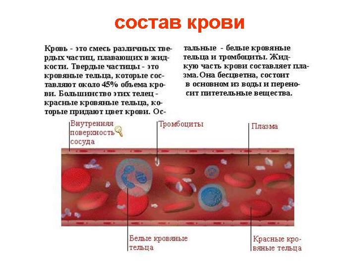 Система крови человека и погружения.