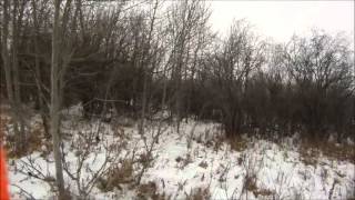 Охота на белохвостого оленя. Часть 1. Ноябрь 2013. Канада.