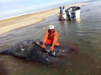 Киты сиамские близнецы