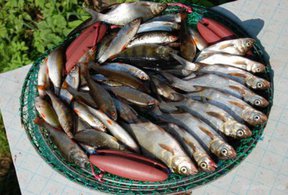 засолить рыбу