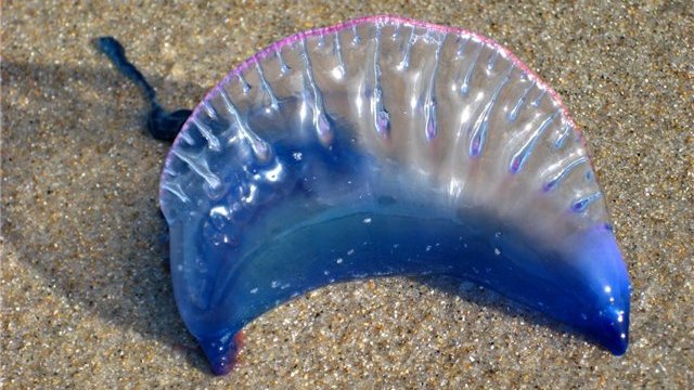 португальский кораблик