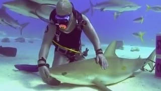 Защитим акул