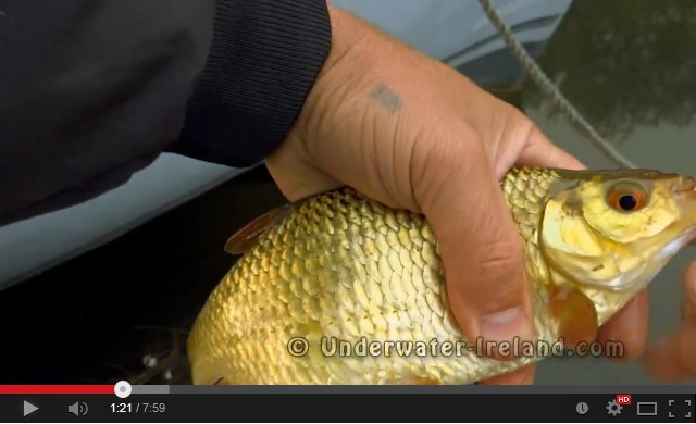 Рыбалка в Ирландии, Гранд канал.