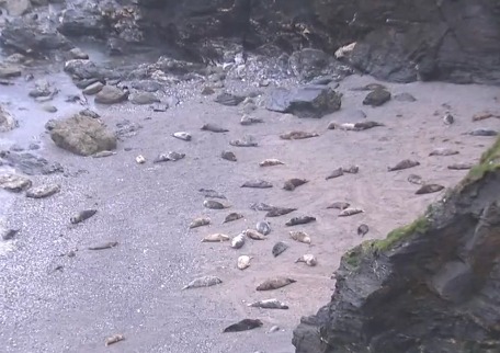 Побережье Англия, десятки мертвых тюленей