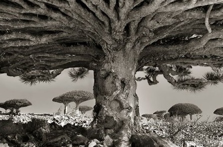 Самые древние деревья