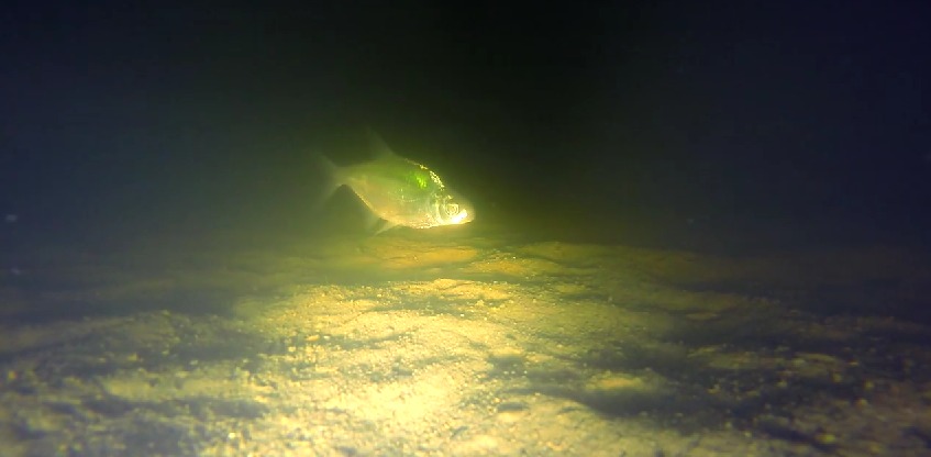 подводное видео рыбалка на урале