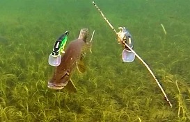 Рыбалка: щука атакует приманки. Видео