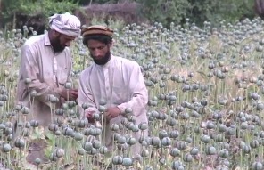 США борются с афганскими наркотиками, но индустрия лишь расцветает