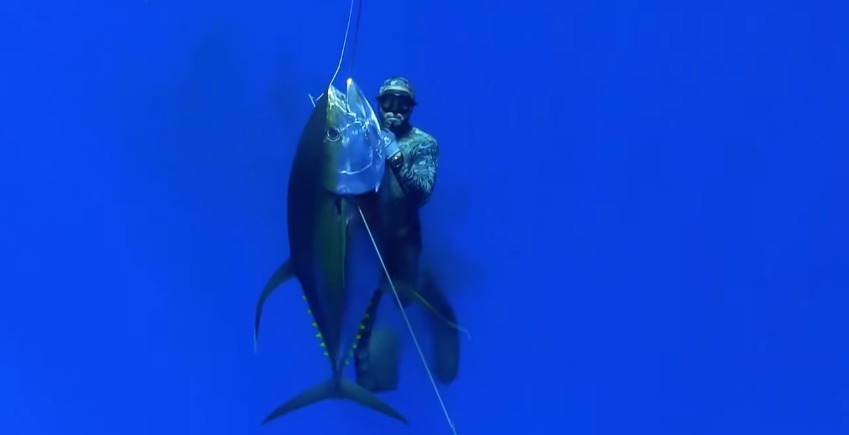 Пенсия для морского дьявола 2 полностью. Подводная охота на тунца. Тунец охотится. Обои подводной охоты. Марлинвыловили.