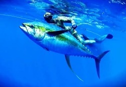 Подводная охота на желтоперого тунца возле о. Вознесения