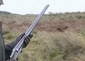 Фильм: Охота в Ирландии на бекаса.