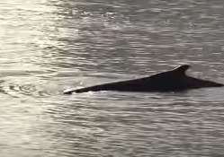 Заблудившийся кит в Буэнос-Айресе