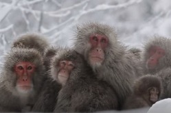 Фильм: Снежные Макаки Японии
