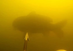 Илдар Сибгатуллин: Подводная охота на сазана и карпа в залежке