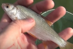 Outdoorer: Рыбалка в реке в конце лета