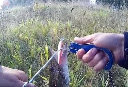 Простая рыбалка: Ловля окуня на грушку и щуки на воблер