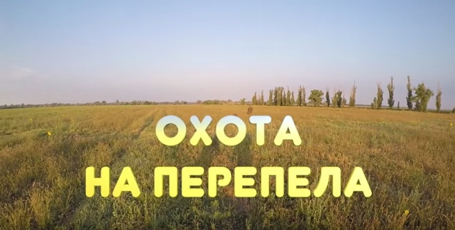 Охота на перепела в сентябре